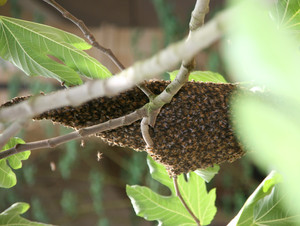 projet apiculture de l'ESAT des communautés de l'arche dans l'oise